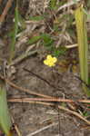 Zigzag bladderwort